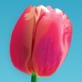 Inkscape-pel festett tulipánkép részlete.