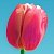 Inkscape-pel rajzolt tulipánfej.