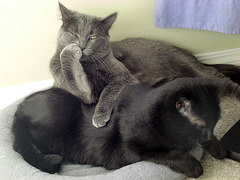 Szürke és fekete macska.
