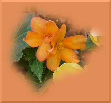Két narancssárga virág azonos színű, elmosódott szélű háttérben.