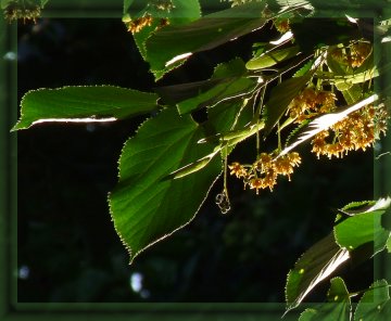 Virágzó fa éjjeli megvilágításban, lecsüngő virágzattal és terméssel. Fotórészlet élesítve és bekeretezve.