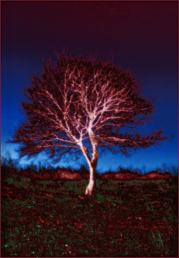 Egymagában álló ágas-bogas fa színmódosított és manipulált képe. A fő ágai mintegy fehér idegrendszerként kiugranak a sötétebb háttérből.