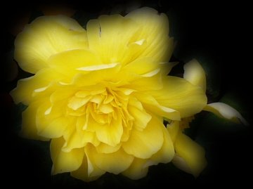 Sárga begónia fekete háttérben. A környezetéből kiemelt virágfej szélei fokozatosan egybemosódnak a háttér fekete színével, de a kontúrjuk mintegy szellemképként megmaradt.