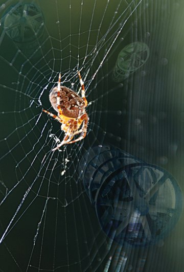 Pókháló közepén ülő pók, és régi malombelső keréksora. Fotómontázs.