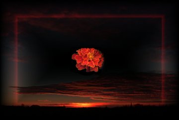 Fotómontázs. Korahajnali égbolt manipulált képe, amelyből középen egy piros színű bársonyvirágfej tűnik elő. Nagyrészt fekete-piros színben tartott kép.