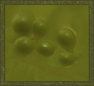 Zöld színű ködből kiemelkedő éretlen, zöld bogyók. Lupéval készített fotó. Kivágás az eredeti felvételből, bekeretezve.